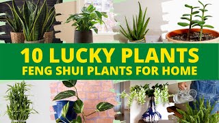 10 Indoor Lucky Plants for Home in 2021 Best Feng Shui Plants 👍 [upl. by Torrlow]