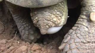 Die Paarung der Breitrandschildkröte  Mating amp hatching of the Testudo Marginata March 2010 [upl. by Ecinhoj481]