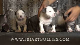 RAZORS EDGE AMERICAN BULLY PUPPIES [upl. by Borreri]