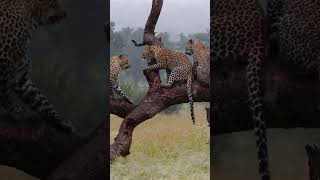 Leopard Mom Pushes Cub Out Tree [upl. by Ybbil]