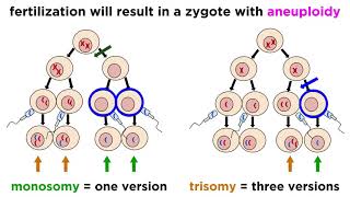 Alteration of Chromosome Number and Structure [upl. by Isiad]