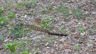 Timber Rattler in Pisgah National Forest [upl. by Knute448]