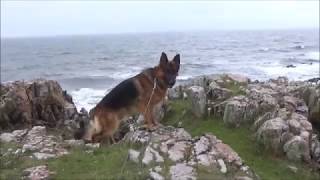 Happy German Shepherd his everyday of fun [upl. by Peadar]