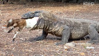 INSANE Behave of this Komodo Hundred Persent Like Dynosaurs [upl. by Wilson]