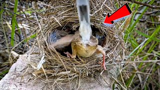 Great reed warbler bird turned inside the nest BirdsofNature107 [upl. by Kally764]