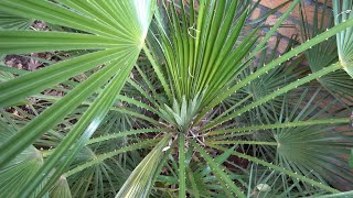 Chamaerops humilis Growth Rate 2019  2023 [upl. by Erreip721]