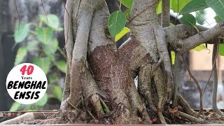 How to Make Banyan Tree Bonsai  Grow Banyan Bonsai [upl. by Zillah]