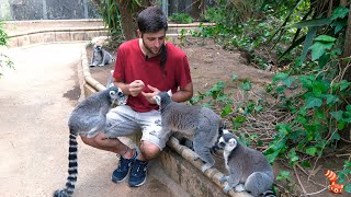 🐒 Lémur de Cola Anillada Lemur catta  El Maki de Madagascar 🐒 [upl. by Poore]