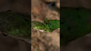 Closeup of a Broadtail Hummingbird feeding [upl. by Kano46]