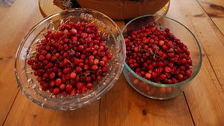 Cranberry Picking in Southeast Alaska [upl. by Hazaki]