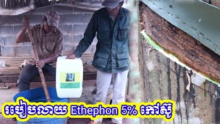 របៀបលាយថ្នាំ រំញោច Ethephon 5 សម្រាប់ដើមកៅស៊ូHow to mix 5 Ethephon stimulant and paint on rubber [upl. by Iaoh661]