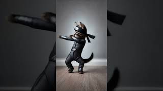 ninja hero cat cat catlover catdancer funny [upl. by Aiyt]