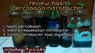 Melihat perkembangan perbanyakan nitrobacter alam  review hasil percobaan [upl. by Itnuahsa11]