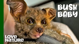 This Adorable Bushbaby’s Recovery Will Melt Your Heart  Malawi Wildlife Rescue [upl. by Kosel]