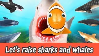 EN Lets raise sharks and whales sharks and whales names for kids coco animation ㅣCoCosToy [upl. by Eiluj791]