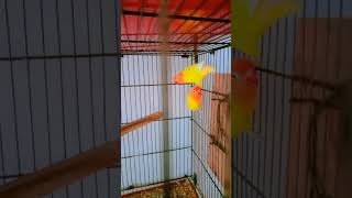 Lovebirds 🥰shorts trending trendingshorts youtubeshorts viralvideo [upl. by Annas]