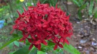 Ixora coccinea or Thetti Poovu  in Malayalam തെറ്റിപൂവ്  A Beautiful Flower [upl. by Louanne948]