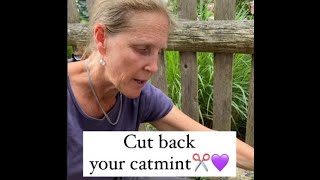 How To Cut Back Your Catmint And Divide It [upl. by Fonseca717]