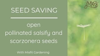 How to Save Salsify Seeds  Scorzonera Seeds [upl. by Harrison]