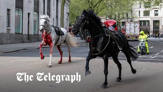 Bloodcovered Household Cavalry horses run loose through London [upl. by Tugman609]