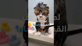 لماذا تخاف القطط من الماء؟ 🐈 💧 [upl. by Primavera356]