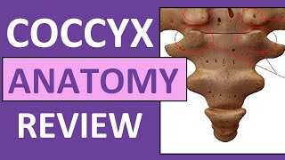 Coccyx Anatomy  Coccygeal Cornua Transverse Process Base Apex [upl. by Dean]