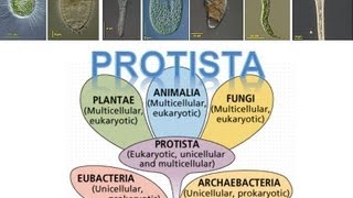 Kingdom Protista [upl. by Gabler]