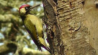 Green Woodpecker and Great Spotted Woodpecker  Birds Nest Building [upl. by Hyacinthe343]