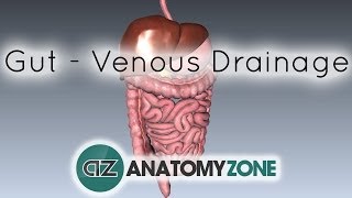 Blood Supply to the Gut Introduction  Part 2 Venous DrainagePortal System [upl. by Drarig]