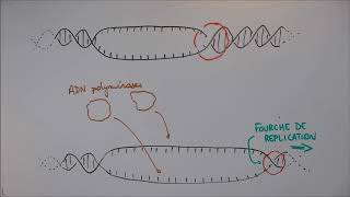 Réplication de lADN  1 Déroulement général [upl. by Milburr]
