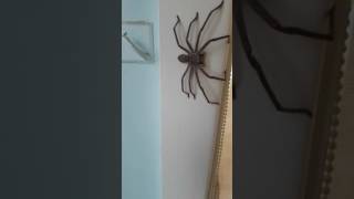 Huntsman Spider Australia [upl. by Jacquelyn875]