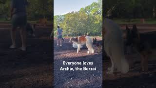 Archie The Borzoi Russian Wolfhound At The Dog Park borzoi dogpark dogs dogshorts [upl. by Brendan]