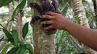 Tree Climbing Coconut Crab [upl. by Anol437]