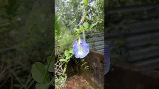 Pisum Sativum Flower Moving in Breeze flowers [upl. by Thorndike]