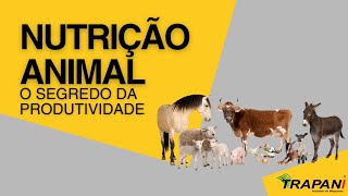 Nutrição Animal  O Segredo da Saúde e Produtividade [upl. by Lindsay746]