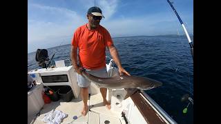 Small boat fishing UK Species hunt Lots of Big and small Fish [upl. by Jit]