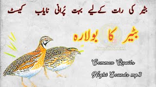 Quail sound batair ki raat keliye awaz 2024بٹیر کی رات کےلیے آوازbatari ki awazbater ki awaaz [upl. by Enimajneb]