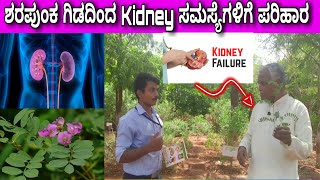 ಶರಪುಂಕ Tephrosia Purpurea ಕೊಗ್ಗೆ ಗಿಡ ಇದರ ಅನೇಕ ಉಪಯೋಗಗಳು Kidney Problems dialysis  Amruthaballi 2 [upl. by Aracahs943]