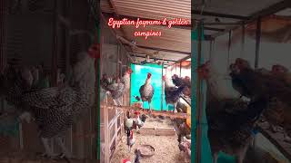 egyptian fayoumi amp golden campines chickenfarming chicken mısri rooftop farming egyptian love [upl. by Blum]