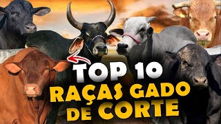 AS 10 PRINCIPAIS RAÇAS DE GADO DE CORTE DO BRASIL  TOP 10 RAÇAS [upl. by Naitsabas]