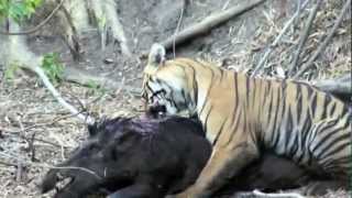 Small SubAdult Tiger hunting Huge Male Wild Boar [upl. by Grearson]