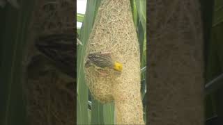 Nice Baya Weaver Birds Nest 253 [upl. by Vittoria]