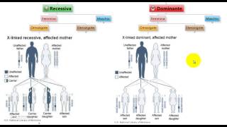 Test Medicina  Malattie XLinked Recessive e Dominanti in omozigosi [upl. by Pen]