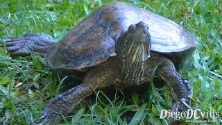 Turtle species  Tartaruga Florianópolis  Tortuga Testudinata  Cheloniidae [upl. by Wymore]