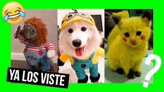 ▷🏅【Top 7 DISFRACES de halloween 🎃 para PERROS y GATOS 2022】【Disfraces de halloween para MASCOTAS】 [upl. by Creigh]