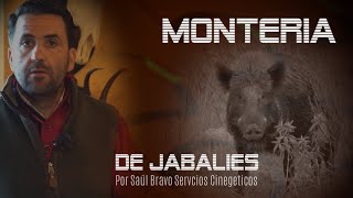 MONTERÍA DE JABALÍES 🐗 CON SAUL BRAVO 🇪🇸 [upl. by Jegger820]