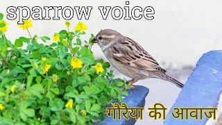 gauraiya ki awaaz  sparrow voice [upl. by Nahtnoj]