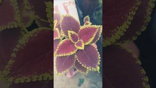 Celosia plant indoorplants indoorplants gardn houseplants homegarden terracegraden [upl. by Notxap]