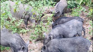 Amazing Wild Boars In The Wildwildboar boars wildlife wildanimals viral trending funny [upl. by Yramesor]