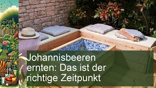 Johannisbeeren ernten Das ist der richtige Zeitpunkt [upl. by Pollyanna]